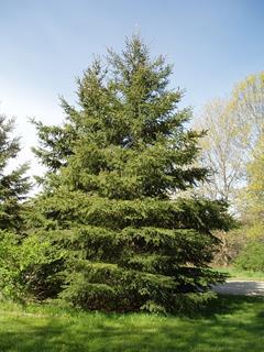 65 Torkav kuusk (Picea pungens) 16 taime K: kuni 25 m Võra on koonusjas, vanemad oksad horisontaalsed või rippuvad.