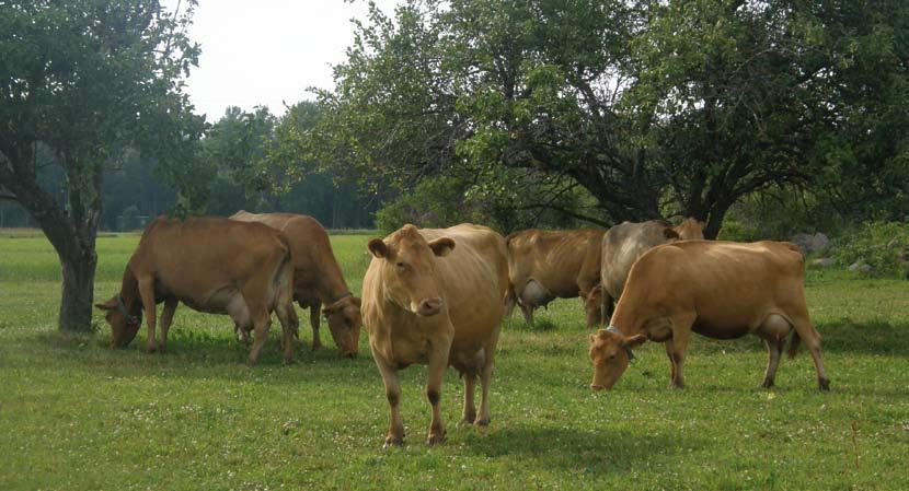 14 Eesti maatõug 2009 Kokku 475 lehma Lehma kohta 4701 kg piima