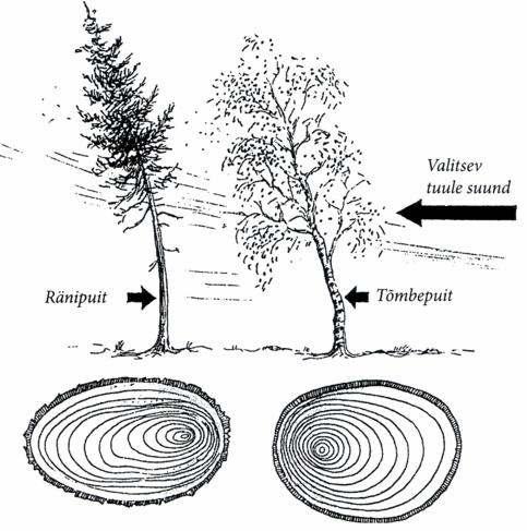 3.2 Muutused puidurakkudes Kui puu kasvab ebaühtlase reljeefiga aladel (kallaktel, nõlvadel) või domineerivate tuultemõjupiirkondades, on puu pideva ühesuunalise koormuse all ja tulemuseks on