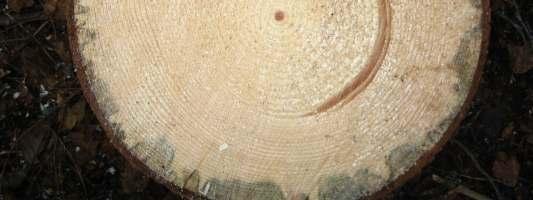 o kahanemine ja paisumine võrreldes normaalse puiduga tunduvalt suuremad. Lisaks on puit pingestatud mis pärast materjali lahtisaagimist võib põhjustada lõhesid. Joonis 24.