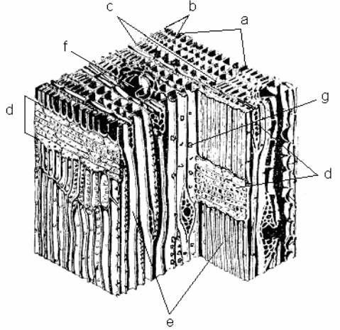 Põhimassi moodustavad kitsad paksuseinalised tugirakud ehk libriformkiud. Seoses erineva rakulise ehitusega vaatleme okas- ja lehtpuu puitu iseseisvalt. joonis 26.