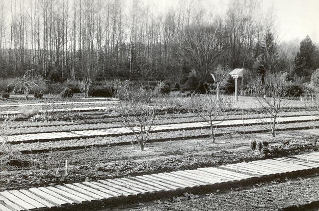 1984. a liideti arboreetumiga nn vana puukool ning see nimetati haruldaste liikide ja liigisiseste vormide kollektsiooniks.