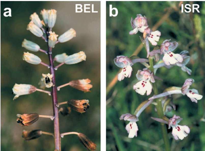 Baumann & Dafni puhul, mis jäljendab bellevaaliat Bellevalia flexuosa Boiss. (joonis 6.) (Galizia et al. 2005).