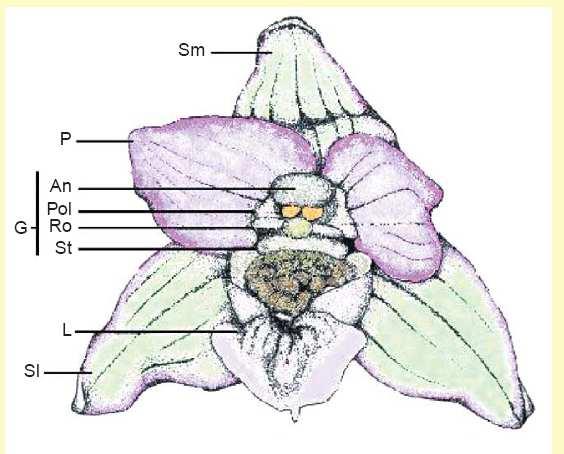 tolmeldatakse pettuse abil (joonis 1.). See tõendusmaterjal viitab sellele, et nektari puudumine võib esindada orhideede primitiivset seisundit.