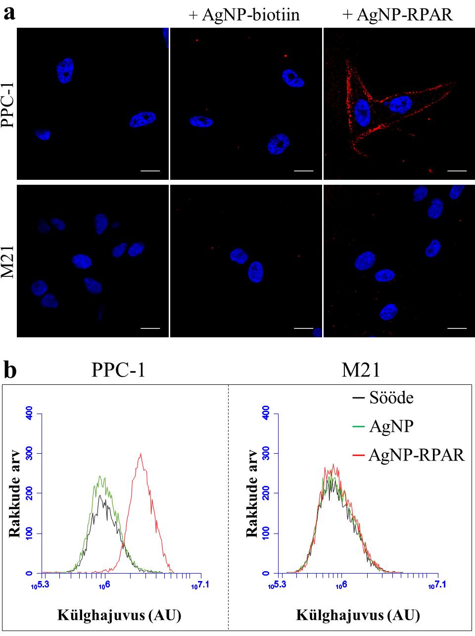 Joonis 7. AgNP-RPAR-i seondumine PPC-1 (NRP-1 positiivsed) ja M21 (NRP-1 negatiivsed) rakkudele.
