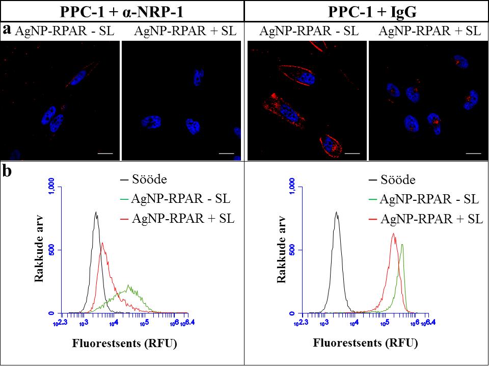 Joonis 8. AgNP-RPAR-i seondumine NRP-1 vastase antikehaga (ɑ-nrp-1) blokeeritud PPC-1 rakkudele. Kontrollina kasutati IgG antikeha.