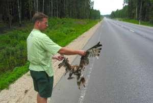 hukkub neil põhjustel neis maades kümneid miljoneid linde Eestis on vastavad näitajad hindamata, ent ilmselt ka meil üks olulisemaid Viimasel
