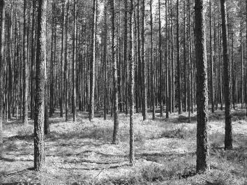 Sagadi metskonna katsekultuur metsakultuuride optimaalse algtiheduse määramiseks nõmmealadel 1939.