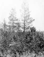 31 15-aastane mägimänni kultuur. Foto: Sagadi metsandiku 1929. aasta metsakorralduskava. Mägimänni kultuur Kõrve tee ääres 2007. aastal.