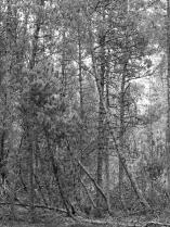 Vaigul on okaspuude elus kaitsev ülesanne, ta valgub puule tekitatud haavadesse, takistades haigusetekitajate ja kahjurite sissetungi. Eestis toimusid esimesed vaigutuskatsed 1918. aastal.