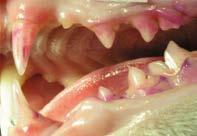 Hambakatu kogunemine ja selle kaltsifitseerumine hambakiviks põhjustab igemepõletikku, hambaümbrise hävimist ja lõpuks hamba kadu.