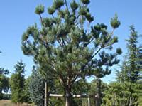 Taimmaterjali spetsifikatsioon Puud ja põõsad Ladinakeelne nimetus Lühend joonisel Kirjeldus Maht Pilt Majaesine (kuni maja nurgani) Harilik mänd tüvivorm Pinus sylvestris Kõrgekasvuline