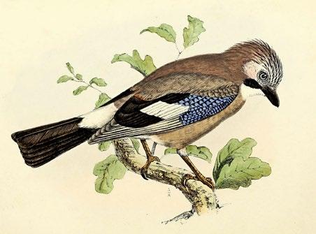 Lindude ligimeelitamiseks kasutati toiduraasukesi või puuris peetavaid peibutuslinde. Peale selle kasutati mitmesuguseid lõkse, linge ja liimiga määritud nööre.