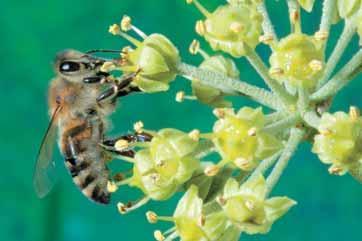 Kraini mesilaste kohalikes variatsioonides on väga oluliseks praktilisel mesindamisel.