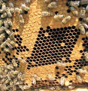 Carniola mesilasemasid hinnatakse nende kõige silmapaistvamate omaduste järgi.