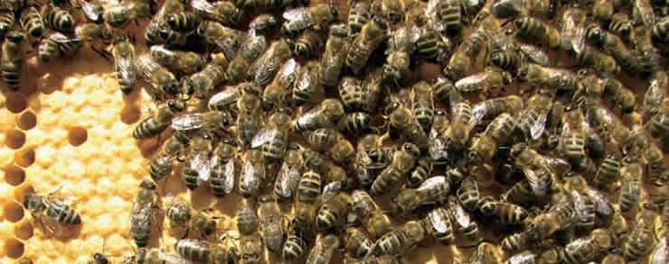 Labor teostam töömesilaste näidiste põhjal mõõtmisi neist mesilasperedest, mida aretajad soovitavad tuginedes testidele ja analüüsidele, peamesilasperedes.