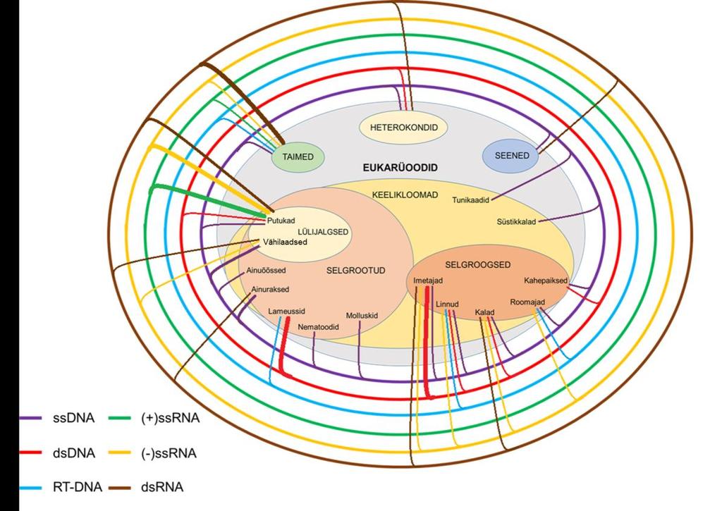 viirusliku sugukonna 17 integratsiooniga. Kõige rohkem viirussugukondi, kelle genoomist on integratsioone toimunud, on dsdna viirustel, 9 sugukonnaga.