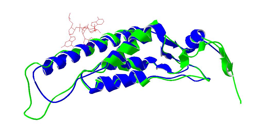 Joonisel 17 on välja toodud viiruste teadaoleva kattevalgu struktuuri (PDB ID 1VTM) võrdlus ennustatud kärbselisete omaga. Joonisel on näidatud ka RNA paiknemine struktuuride suhtes (punane).
