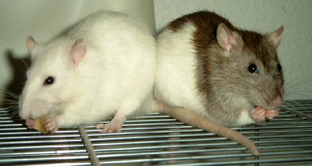 Vastupidavus Madaladoosilise östrogeeni lisandit saanud eemldatud munasarjadega rottidel on aeg kurnatuseni pikaajalisel submaksimaalsel intensiivsusel paranenud 20%, füsioloogilise konsentratsiooni