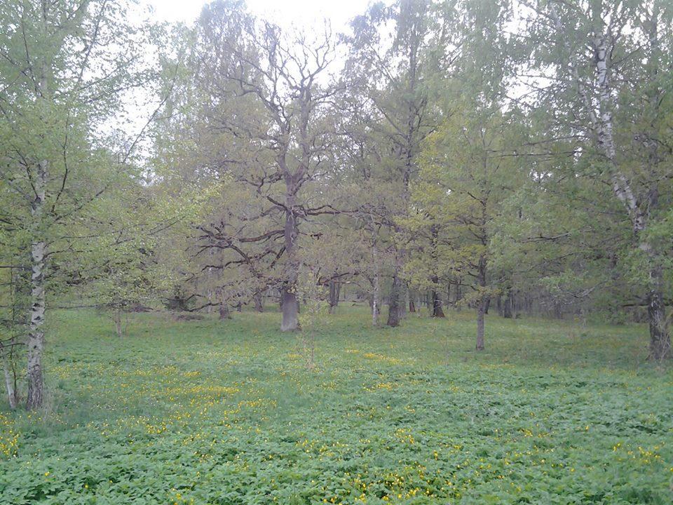 Foto 5. Mädapea tammiku maastikukaitseala puisniit.