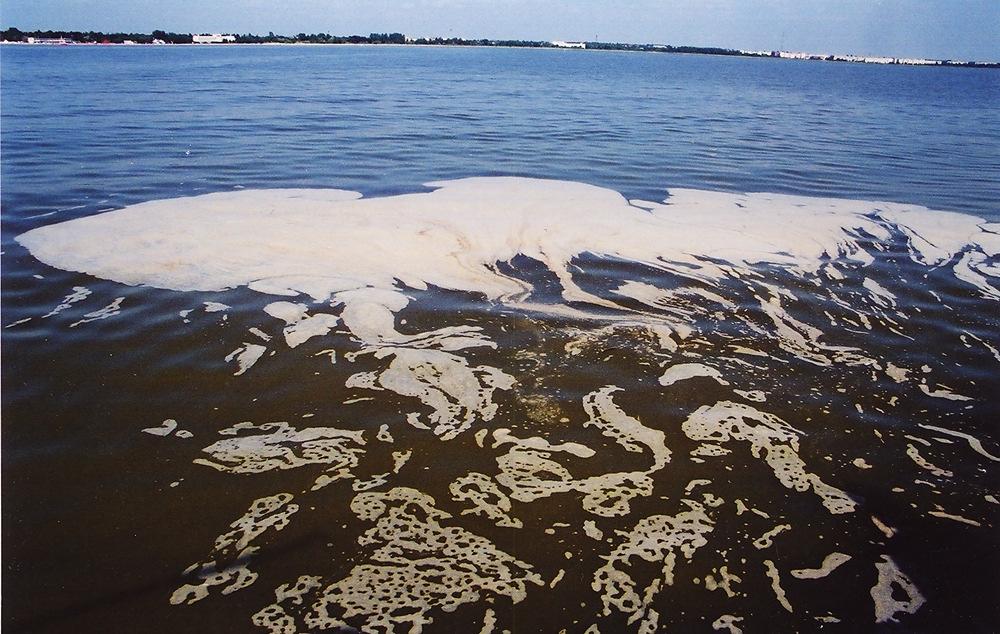 Tsüanobakterite massesinemised veepinnal supelranna ees on iga-aastased. Juulis-augustis moodustuvad suured kogumid lahe keskel, laikude liikumist jälgitakse pidevalt.