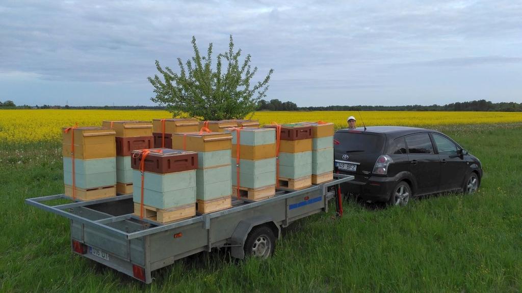 Transpordivahendi piirangud Taga, et mesilat ei külastaks transpordivahendid, kellel on võimalik saastumine meega.
