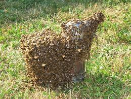 Võõraste mesilastega kokkupuude Vähenda võimalikku kokkupuudet looduses mesilaste lähedal elavate mesilastega.