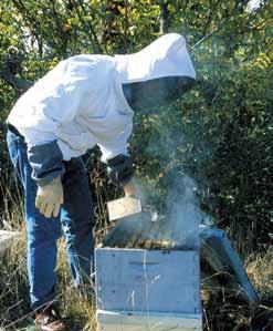 Takista mesilaste ja muude putukate pääsu meekäitlemis ja hoiuruumidesse, kus hoitakse kärgi ja muud inventari ja kõrvalda koheselt tarust