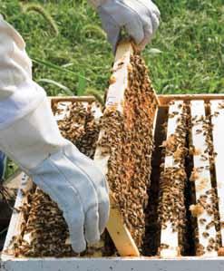 Rändmesindus ja mesilastega liikumine. Võimalusel minimaliseeri liikumist mesilastega.