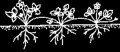 link=taimekogu&id=28 91 92 PUHMIKULISED KÕRRELISED Luht-kastevars Deschampsia caespitosa Puhmikulistel kõrrelistel puudub peajuur, võrsumissõlmest moodustab hulgaliselt tütarvõrseid.