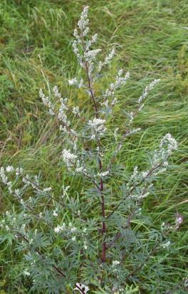 Harilik puju Artemisia vulgaris L.