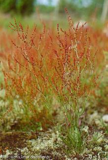 juured. Roomjuurte rohketest lisapungadest kasvavad mullapinnale uued võrsed. Põld-piimohakas Sonchus arvensis L.