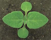 kantakse. Seeme on väga raskesti eraldatav liblikõieliste seemnetest. http://www.atlas-roslin.