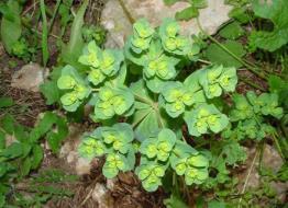 com/photos-wetland-plants/herbs-dicots- KP/slides/Polygonum-persicaria-~-spotted-ladys-thumb-2.