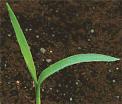 Seeme hallikasroheline kuni mustjaspruun. Üks taim annab kuni 800 seemet. Vastvalminud seemned on madala idanevusega, massiline idanemine toimub järgmisel kevadel.