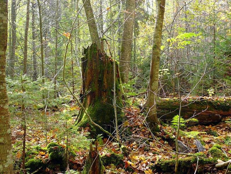 Loodusdirektiivi metsaelupaikade inventeerimise juhend Koostaja: Anneli Palo Toimetajad (2008-2010): Kaili Viilma, Jaanus Paal, Taimo