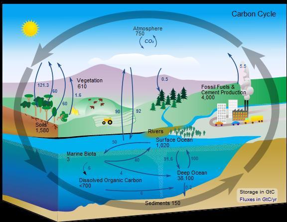 Süsinikuringe on atmosfääri ja veekogude vaba süsinikdioksiidi (CO2) ning mulla, kivimite ja veekogude karbonaatide ja vesinikkarbonaatide süsiniku tsükliline muutumine