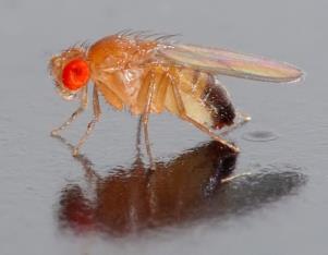 (Drosophila)