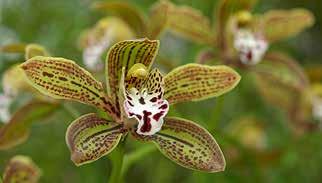Lisaks eksootilistele orhideedele saab orhideepäevade ajal palmimajas näha Eesti Orhideekaitse Klubi fotonäitust meie looduslikest orhideedest.