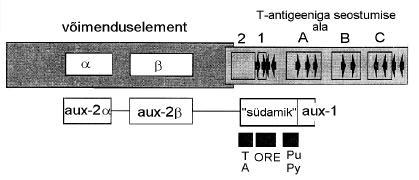 Joonis 2. PyV replikatsiooni origin, mis koosneb nn. südamikust (origin core) ja selle kõrval asuvatest abijärjestustest (aux1 ja aux2).