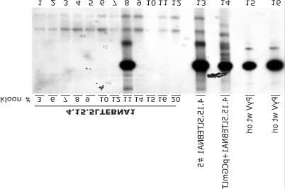 Katse tulemusena ilmnes, et pucpywto plasmiid replitseerus neljas kloonis, milledest kaks on toodud joonisel 8. Neljast kloonist ühes (joonisel 8. kloon nr.