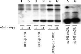 Joonis 10. Transientse replikatsiooni analüüs Southern blot meetodil CHO4.15.5 ja 4P11 rakuliinis.