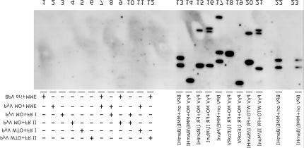 Joonis 14. Erinevatel viiruselistel elementidel põhinevate plasmiidide stabiilse replikatsiooni analüüs Southern blot meetodil 4P11 rakuliinis.