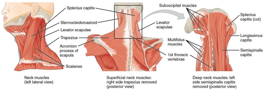 koormusstress tekitab muutusi kaelapiirkonna veresoontes ja närvijuhteteedes, siis tekivad lihaskontraktsiooni erutus- ja pidurdusprotsessi häired proprioretseptorite ning lihaste, kõõluste, sidemete