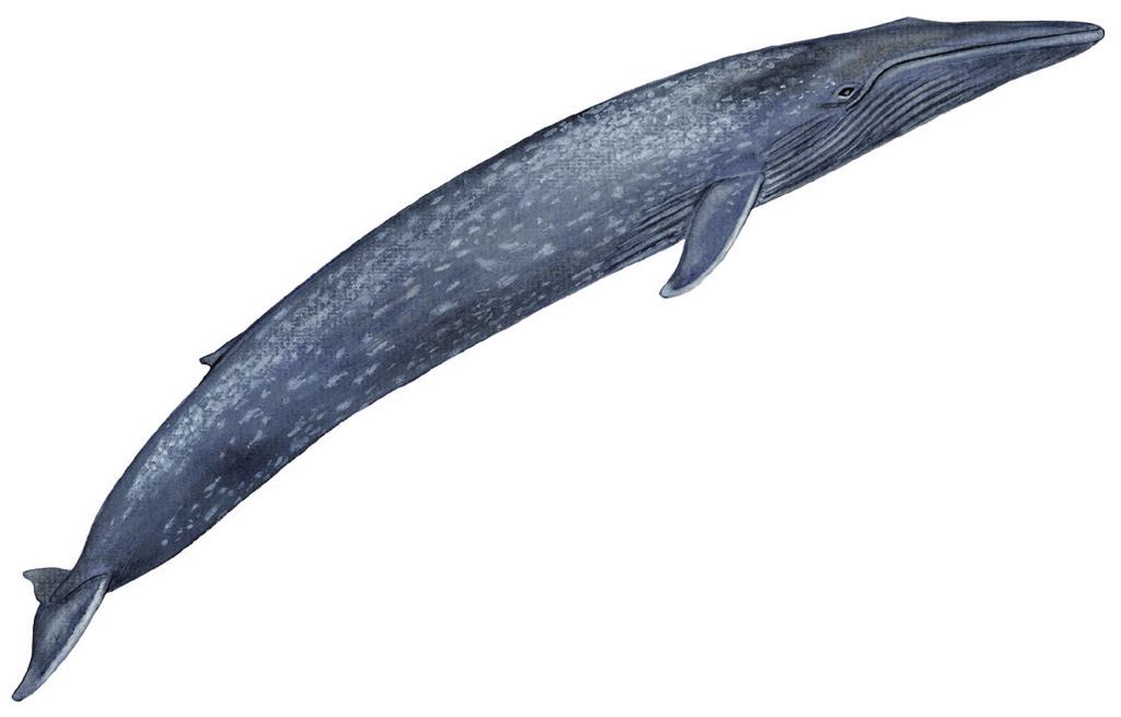 Tunnulik allaaserikkit Skriv om blåhval Write about Blue Whale Uunga paasissutissat: Tunnulik Fakta om blåhval