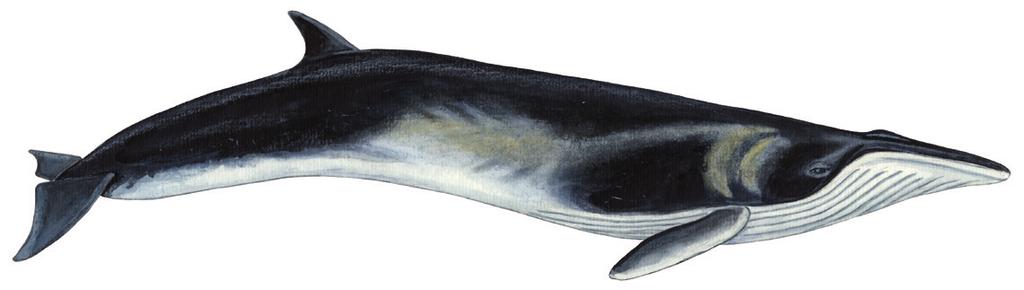 Tikaagulliusaaq allaaserikkit Skriv om finhval Write about Fin Whale Uunga paasissutissat: Tikaagulliusaaq Fakta om