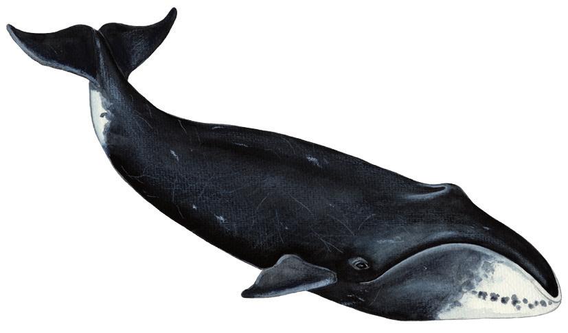 Arfivik allaaserikkit Skriv om grønlandshval Write about Bowhead Whale Uunga paasissutissat: Arfivik Fakta om grønlandshval