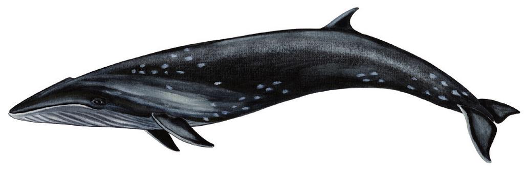 Tikaagulliusaarnaq allaaserikkit Skriv om sejhval Write about Sei Whale Uunga paasissutissat: Tikaagulliusaarnaq Fakta om