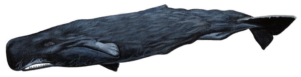 Kigutilissuaq allaaserikkit Skriv om kaskelot Write about Sperm Whale Uunga paasissutissat: Kigutilissuaq Fakta om