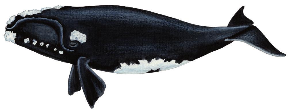 Nordkaperi allaaserikkit Skriv om nordkaper Write about Northern Right Whale Uunga paasissutissat: Nordkaperi Fakta om nordkaper